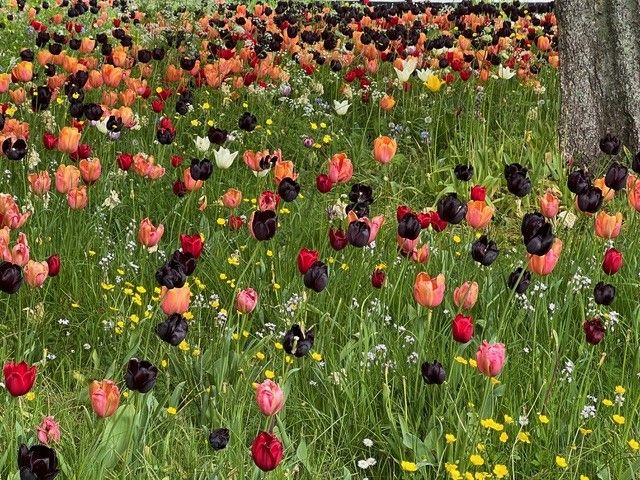 Tulips in Little Silver